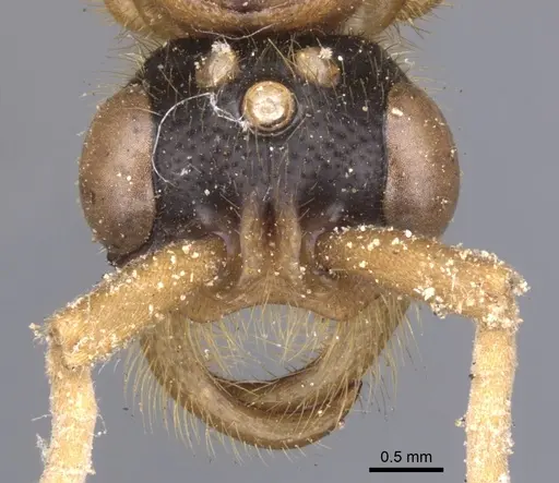 Labidus coecus specimen CASENT0902665 image casent0902665_2