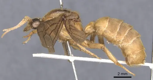 Labidus coecus specimen CASENT0902665 image casent0902665_3