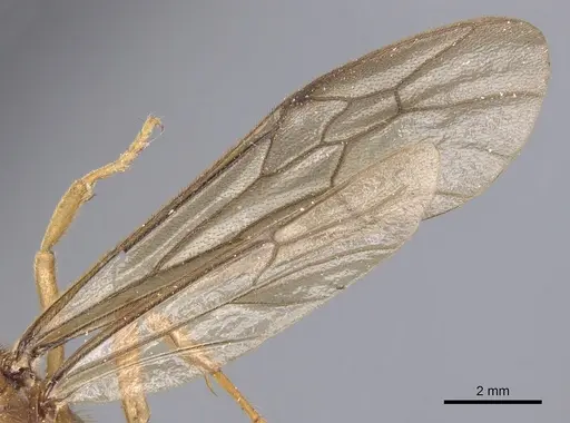 Labidus coecus specimen CASENT0902665 image casent0902665_4
