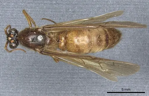 Labidus coecus specimen CASENT0903721 image casent0903721_1