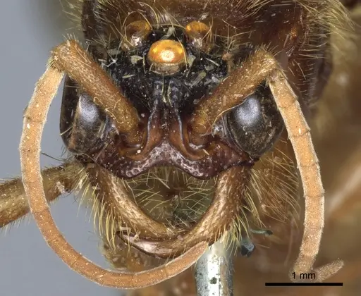 Labidus coecus specimen CASENT0903721 image casent0903721_2