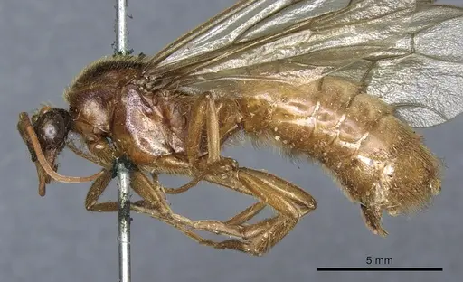 Labidus coecus specimen CASENT0903721 image casent0903721_3