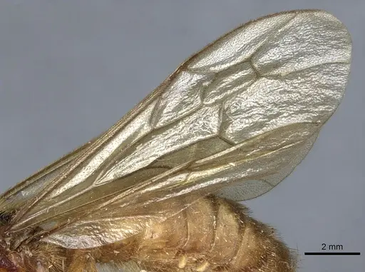 Labidus coecus specimen CASENT0903721 image casent0903721_4