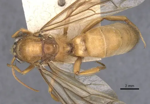 Labidus coecus specimen CASENT0905942 image casent0905942_1