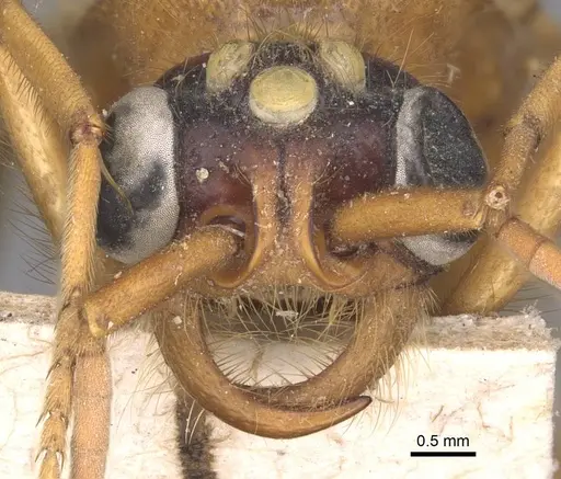 Labidus coecus specimen CASENT0905942 image casent0905942_2