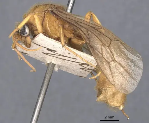 Labidus coecus specimen CASENT0905942 image casent0905942_3