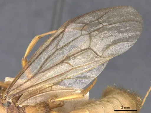 Labidus coecus specimen CASENT0905942 image casent0905942_4
