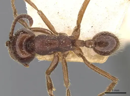 Labidus coecus specimen CASENT0905943 image casent0905943_1