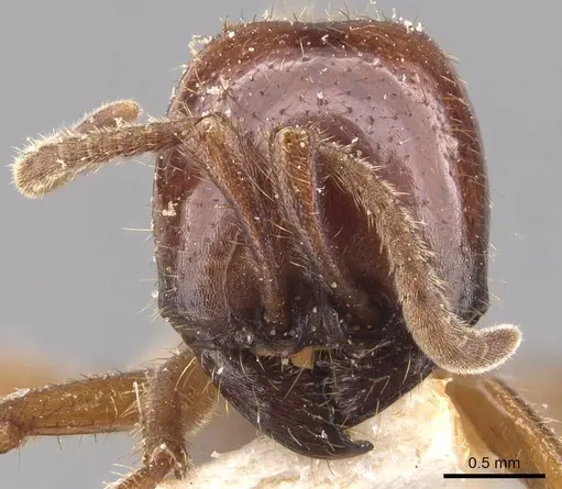 Labidus coecus specimen CASENT0905943 image casent0905943_2