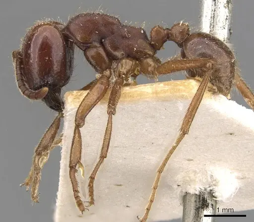 Labidus coecus specimen CASENT0905943 image casent0905943_3