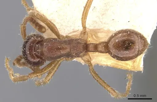Labidus coecus specimen CASENT0905944 image casent0905944_1