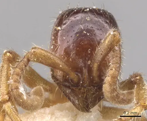 Labidus coecus specimen CASENT0905944 image casent0905944_2