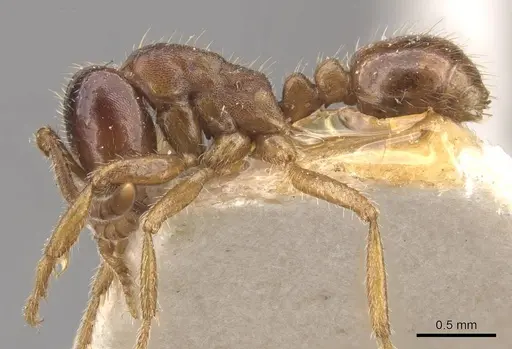 Labidus coecus specimen CASENT0905944 image casent0905944_3