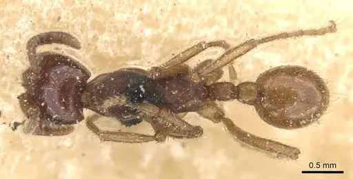Labidus coecus specimen CASENT0905945 image casent0905945_1