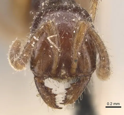 Labidus coecus specimen CASENT0905945 image casent0905945_2
