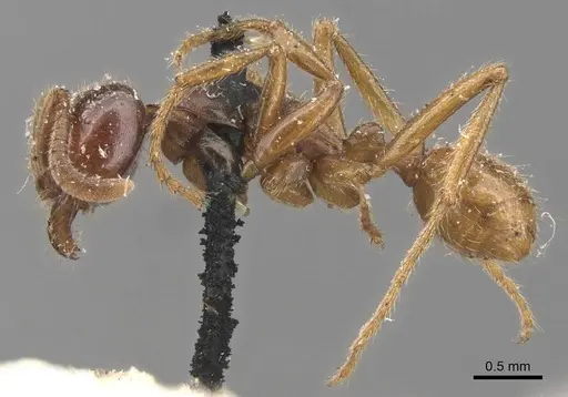 Labidus coecus specimen CASENT0905945 image casent0905945_3
