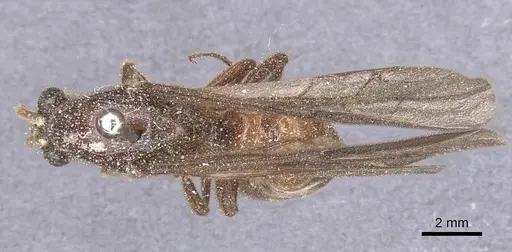 Labidus coecus specimen CASENT0911392 image casent0911392_1