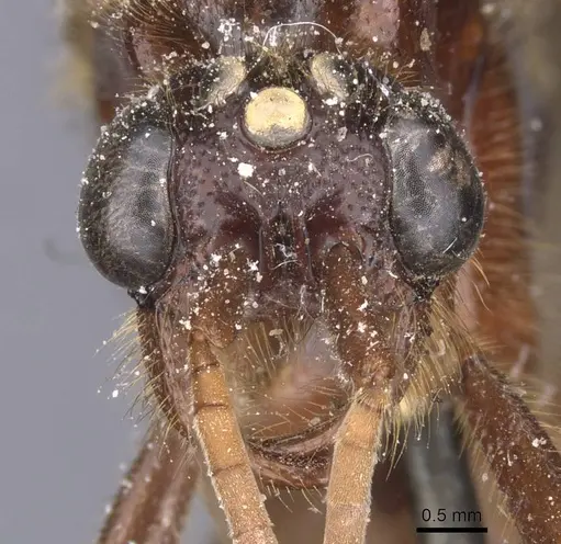 Labidus coecus specimen CASENT0911392 image casent0911392_2