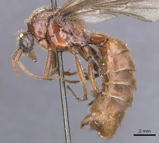 Labidus coecus specimen CASENT0911392 image casent0911392_3