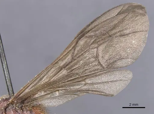 Labidus coecus specimen CASENT0911392 image casent0911392_4