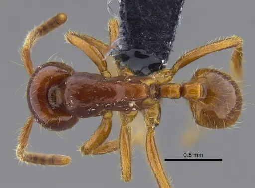 Labidus coecus specimen CBUMAGENT41855 image cbumagent41855_1