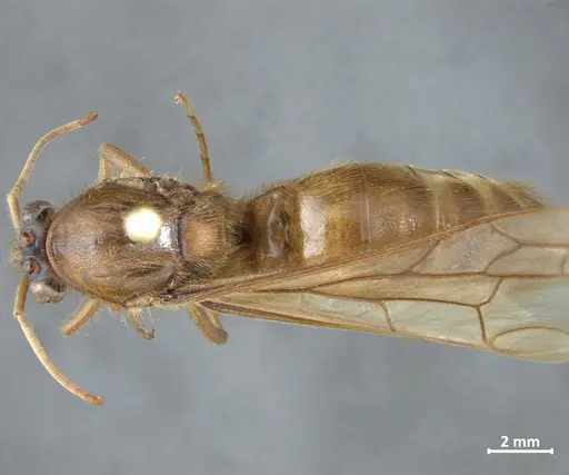 Labidus coecus specimen DZUP549833 image dzup549833_1