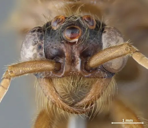 Labidus coecus specimen DZUP549833 image dzup549833_2