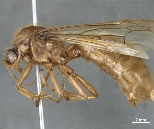 Labidus coecus specimen DZUP549833 image dzup549833_3