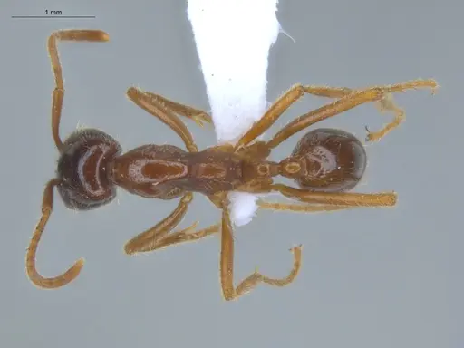 Labidus coecus specimen ECOFOG-IT14-0257-21 image ecofog-it14-0257-21_1