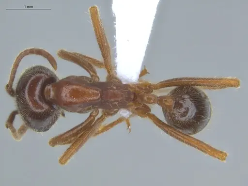 Labidus coecus specimen ECOFOG-IT14-0292-19 image ecofog-it14-0292-19_1