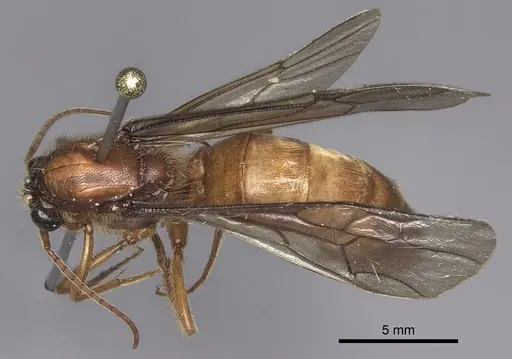Labidus coecus specimen INB0003226251 image inb0003226251_1