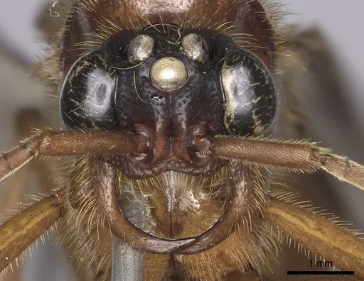 Labidus coecus specimen INB0003226251 image inb0003226251_2