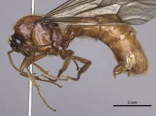 Labidus coecus specimen INB0003226251 image inb0003226251_3