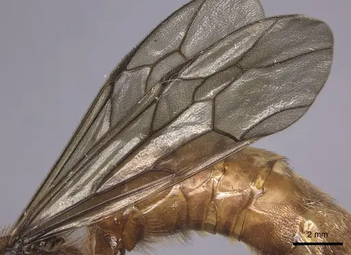 Labidus coecus specimen INB0003226251 image inb0003226251_4