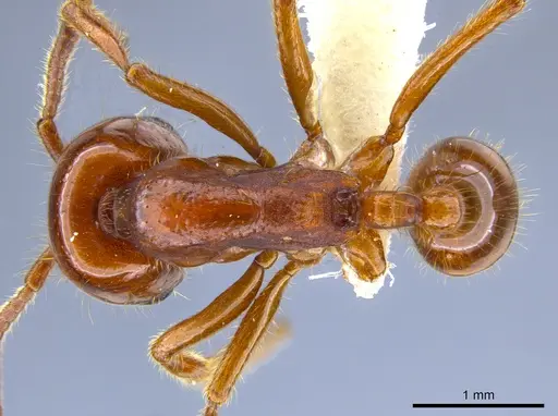 Labidus coecus specimen JTLC000006439 image jtlc000006439_1