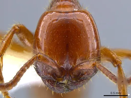 Labidus coecus specimen JTLC000006439 image jtlc000006439_2