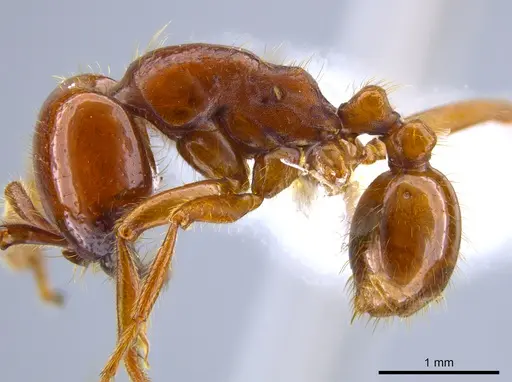 Labidus coecus specimen JTLC000006439 image jtlc000006439_3