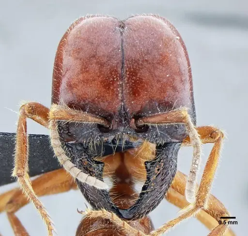 Labidus coecus specimen UFV-LABECOL-003449 image ufv-labecol-003449_2