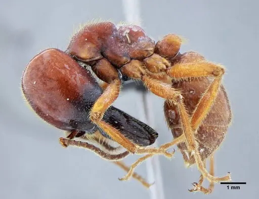 Labidus coecus specimen UFV-LABECOL-003449 image ufv-labecol-003449_3