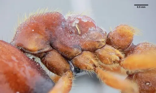 Labidus coecus specimen UFV-LABECOL-003449 image ufv-labecol-003449_4