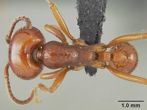 Labidus coecus specimen USNMENT01124236 image usnment01124236_1