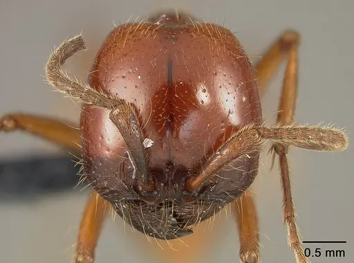 Labidus coecus specimen USNMENT01124236 image usnment01124236_2