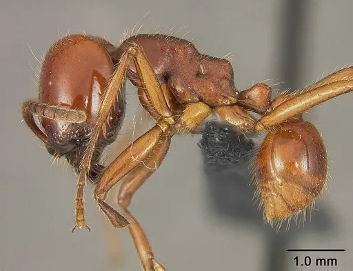 Labidus coecus specimen USNMENT01124236 image usnment01124236_3