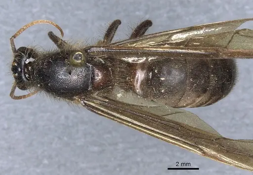Labidus curvipes specimen CASENT0903723 image casent0903723_1
