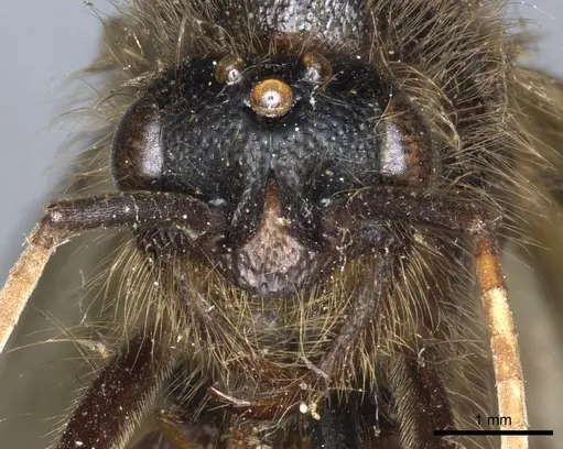 Labidus curvipes specimen CASENT0903723 image casent0903723_2