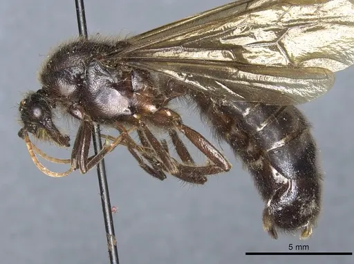 Labidus curvipes specimen CASENT0903723 image casent0903723_3