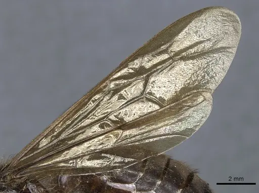 Labidus curvipes specimen CASENT0903723 image casent0903723_4