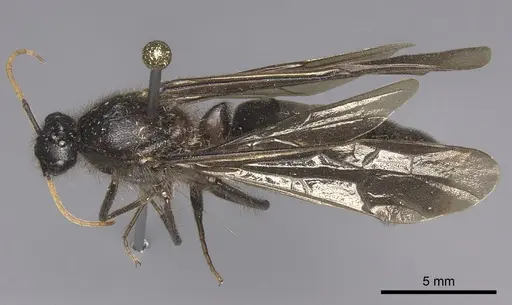 Labidus curvipes specimen INB0003240567 image inb0003240567_1