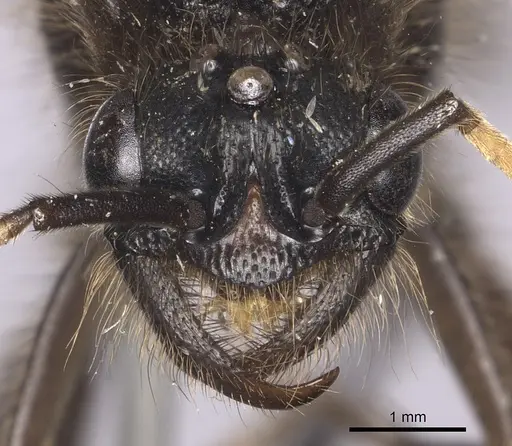 Labidus curvipes specimen INB0003240567 image inb0003240567_2
