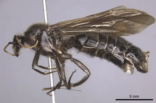 Labidus curvipes specimen INB0003240567 image inb0003240567_3